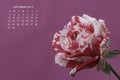 Two colors roses, white and pink, calendar september 2019 Royalty Free Stock Photo