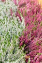 Two colors white pink Blooming Heather vulgaris. Beautiful bushes with small flowers, Heather Calluna Blossom, background vertical Royalty Free Stock Photo