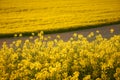 Yellow rapeseed field and freshly plowed brown field