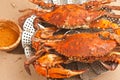 Colossal, steamed and seasoned chesapeake blue claw crabs on a brown paper table cover Royalty Free Stock Photo