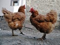Two colour hens Royalty Free Stock Photo