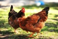 Two colour hens Royalty Free Stock Photo