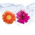 Two coloured daisies Royalty Free Stock Photo