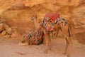 Two colourful camels in Petra Jordan Royalty Free Stock Photo