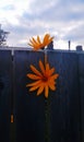 Pair of colourful and contrast orange flowers in between fence boards