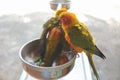Two colourful parrots sun conure perching on food bowl Royalty Free Stock Photo