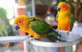 Two colourful parrots sun conure perching on metal bowl and waiting for bird `s food