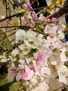 Two colours in onr type of bougenville flower Royalty Free Stock Photo