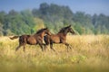 Foals run on pasture Royalty Free Stock Photo