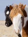 Two horse colts mustang horses colt foal Royalty Free Stock Photo