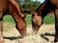 Two Colts Eating Hay Royalty Free Stock Photo