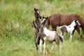 Two colts frolicking on Blue Ridge Parkway, Virginia Royalty Free Stock Photo