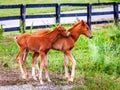 Two colts Royalty Free Stock Photo