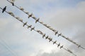 Two column of Doves Royalty Free Stock Photo