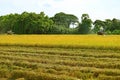 Two Combine Machines Working in the Golden Paddy Field on the Harvest Season Royalty Free Stock Photo