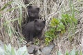 Two Commanders blue arctic fox puppies that look out of the hole