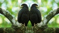 Two Common Black Hawk - Buteogallus anthracinus big dark bird of prey in the family Accipitridae, formerly Cuban black-hawk