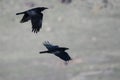 Two Common Ravens Flying Over the Canyon Floor