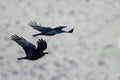 Two Common Black Ravens Flying Over the Canyon Floor Royalty Free Stock Photo