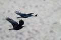 Two Common Black Ravens Flying Over the Canyon Floor