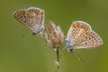 Two Common blue butterfly Royalty Free Stock Photo