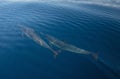 Two common bottlenosed dolphins swimming underwater near Santa Barbara off the California coast in USA Royalty Free Stock Photo