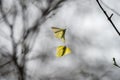 Two common brimstones flying in the air Royalty Free Stock Photo