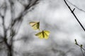 Two common brimstones flying in the air Royalty Free Stock Photo