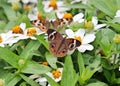 A pair of Common Buckeye butterflies feeding on zinnia flowers Royalty Free Stock Photo