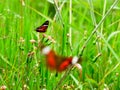 Two common butterflies amartia Amathea flying on a garden near the town of Jardin Antioquia