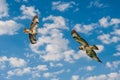 Two common buzzard birds, prayer bird, buteo buteo, in flight against a dramatic blue sky, composite photo Royalty Free Stock Photo