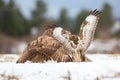 Two common buzzards in battle on snow in wintertime