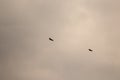 Two common buzzards flying on cloudy day