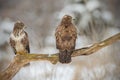 Two buzzards on an old tree Royalty Free Stock Photo