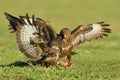Two Common Buzzards & x28;Buteo buteo& x29; Fighting