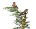 Two Common Chaffinch Males perched on a green branch Royalty Free Stock Photo
