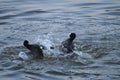 Two Common Coots when they were fiting Royalty Free Stock Photo