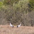 Two Common Cranes, Grus grus, whooping in a swedish wetland Royalty Free Stock Photo