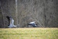 Two Common Cranes trumpeting and then taking off Royalty Free Stock Photo