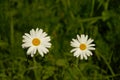 Couple of daisy flowers in the grass - Bellis perennis Royalty Free Stock Photo