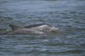 Two Common Dolphins breaching in the ocean Royalty Free Stock Photo