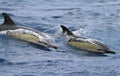 Two common doplhins jumping and splashing in wild