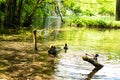 Two common ducks swimming by the crystal clear waters of the lake and among some tree branches walking like friends. Royalty Free Stock Photo