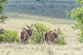 Two common eland Royalty Free Stock Photo