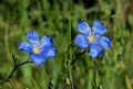 Two common flax flowers, Linum usitatissimum, Grand Teton National Park Royalty Free Stock Photo