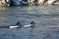 Two Common Goldeneyes Floating Down a Winter River