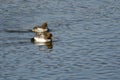 Two Common Goldeneyes Swimming in the Lake