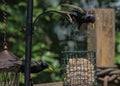 Two Common Grackles on Bird Feeder Getting Food Royalty Free Stock Photo