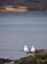 Two common gulls on a rock surrounded by water Royalty Free Stock Photo