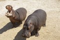 Two common hippopotamus Hippopotamus amphibius with open jaws and powerful teeth Royalty Free Stock Photo